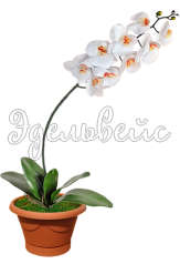 Орхидея белая в горшке