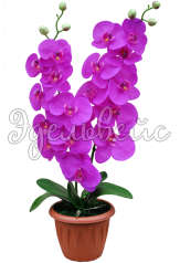 Орхидея пурпурная