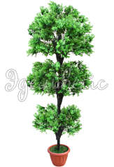 Самшитовое дерево