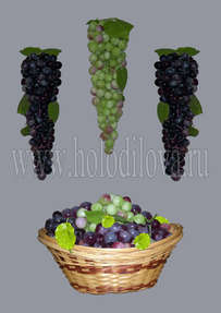 Гроздь винограда средняя
