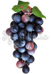 Гроздь винограда
