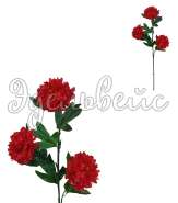 Пионы